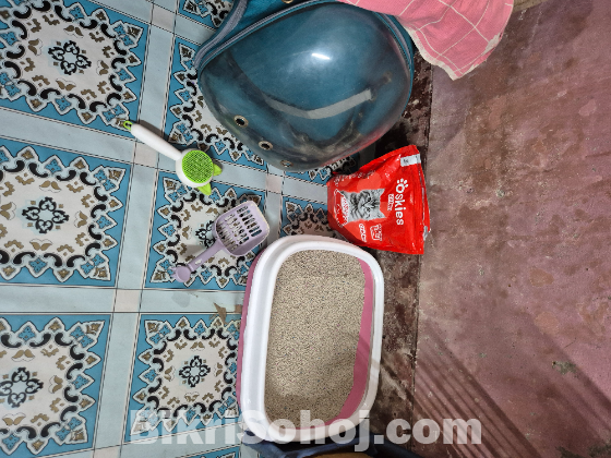 একটা সাদা পার্সিয়ান বিড়াল